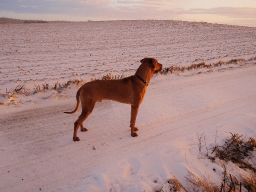 Gaius 19 måneder gammel