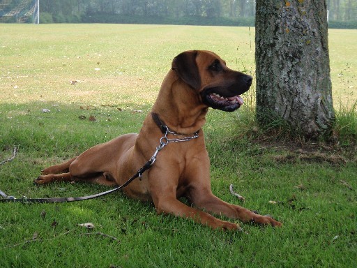 Gaius 25 months old Rhodesian Ridgeback