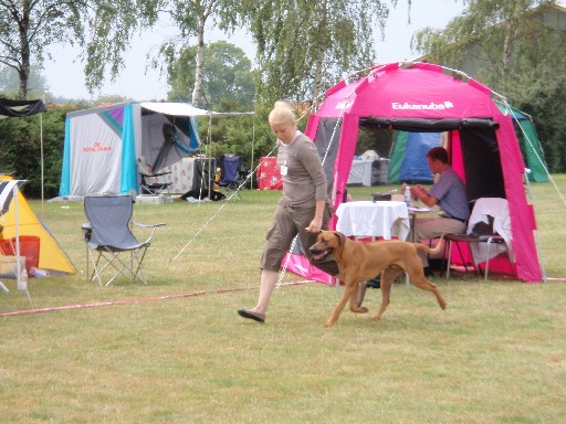 Gaius 25 months old Rhodesian Ridgeback