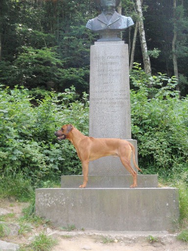 Gaius 25 months old Rhodesian Ridgeback Gaius 25 months old Rhodesian Ridgeback