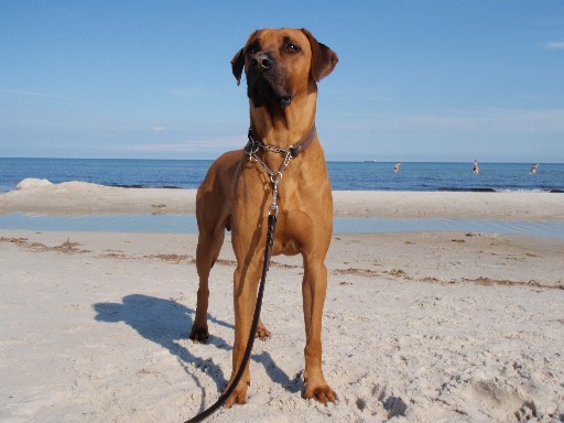 Gaius 25 months old Rhodesian Ridgeback Gaius 25 months old Rhodesian Ridgeback