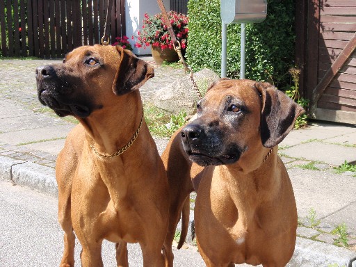 Gaius 26 months old Rhodesian Ridgeback Gaius 26 months old Rhodesian Ridgeback
