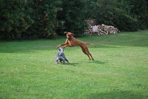 Gaius 26 months old Rhodesian Ridgeback