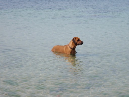 Gaius 26 months old Rhodesian Ridgeback