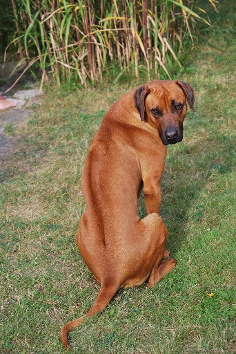 Gaius 26 months old Rhodesian Ridgeback