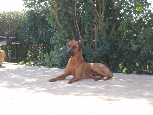Gaius 27 months old Rhodesian Ridgeback Gaius 27 months old Rhodesian Ridgeback