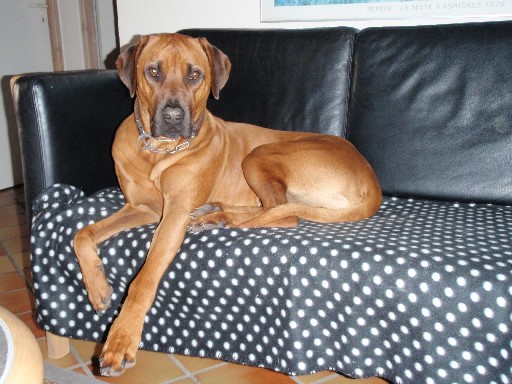 Gaius 27 months old Rhodesian Ridgeback