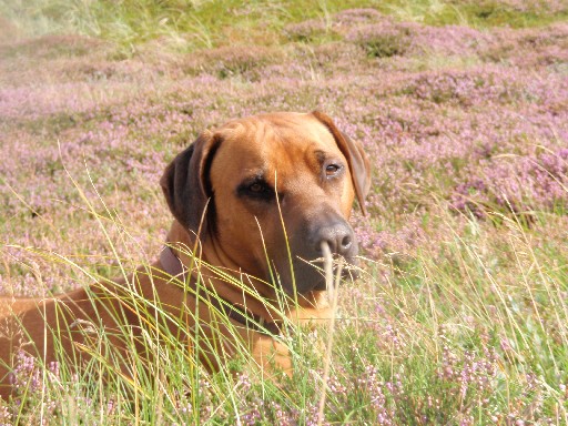 Gaius 27 months old Rhodesian Ridgeback