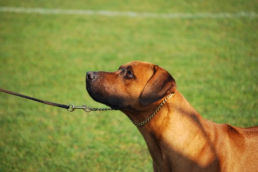 Gaius 27 months old Rhodesian Ridgeback