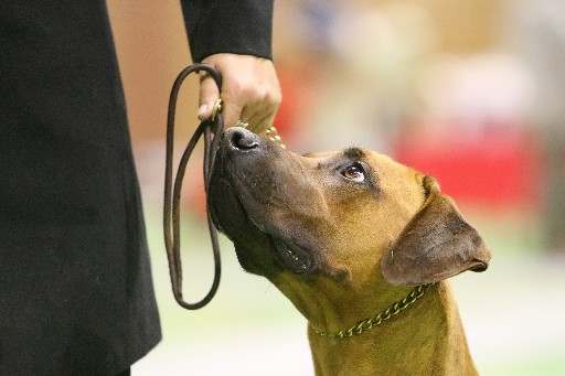 Gaius 27 months old Rhodesian Ridgeback