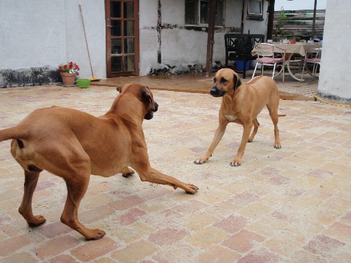 Gaius 28 months old Rhodesian Ridgeback