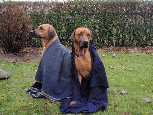 Gaius 29 months old Rhodesian Ridgeback mating Zumelis Fanikiwa