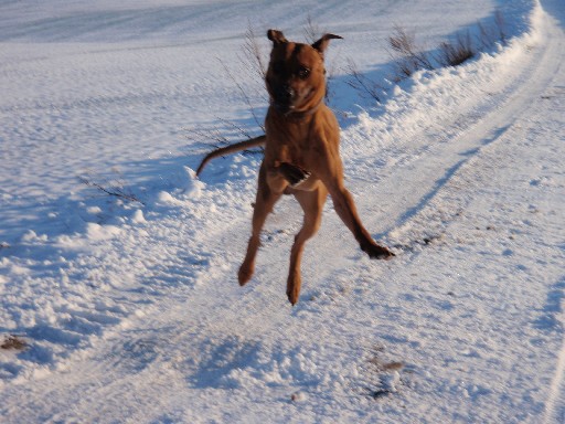 Gaius 30 months old Rhodesian Ridgeback