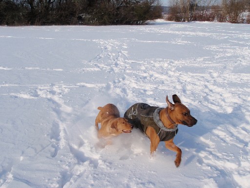Gaius 33 months old Rhodesian Ridgeback Gaius 33 months old Rhodesian Ridgeback
