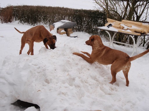 Gaius 34 months old Rhodesian Ridgeback