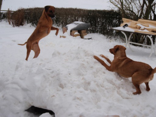 Gaius 34 months old Rhodesian Ridgeback