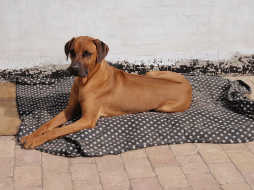 Gaius 35 months old Rhodesian Ridgeback