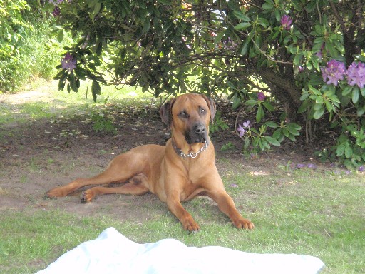 Gaius 36 months old Rhodesian Ridgeback