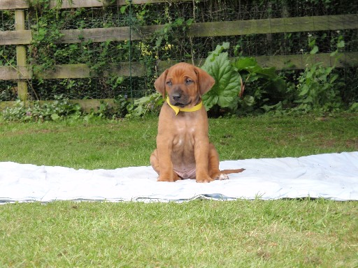 Gaius 36 months old Rhodesian Ridgeback