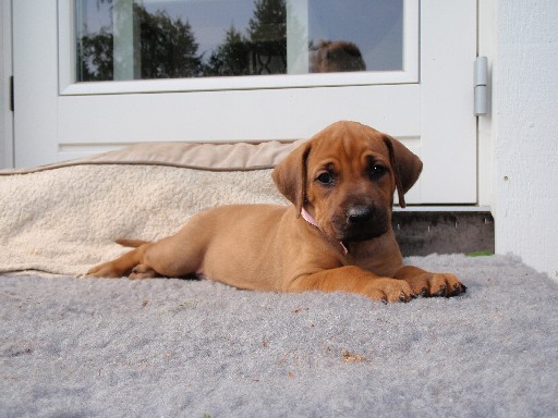 Gaius 36 months old Rhodesian Ridgeback