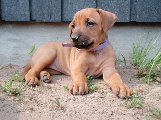 Gaius 36 months old Rhodesian Ridgeback