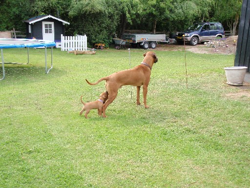 Gaius 36 months old Rhodesian Ridgeback Gaius 36 months old Rhodesian Ridgeback