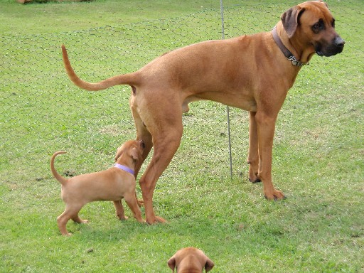 Gaius 36 months old Rhodesian Ridgeback