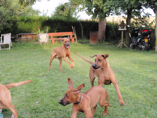 Gaius 37 months old Rhodesian Ridgeback