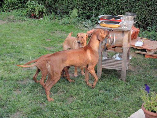 Gaius 37 months old Rhodesian Ridgeback