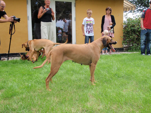 Gaius 38 months old Rhodesian Ridgeback