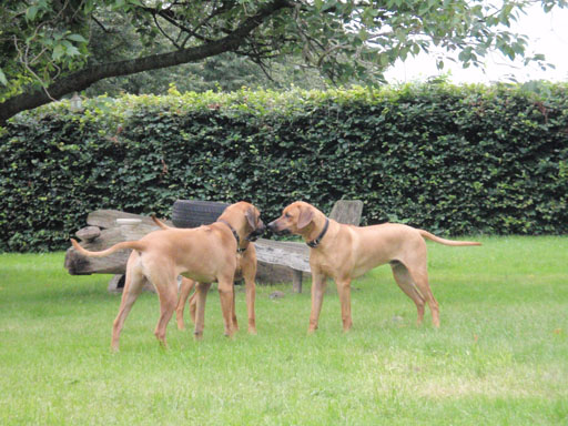 Gaius 38 months old Rhodesian Ridgeback