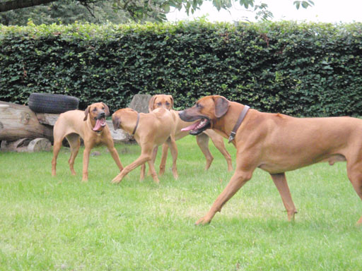 Gaius 38 months old Rhodesian Ridgeback