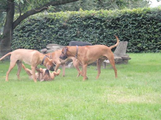 Gaius 38 months old Rhodesian Ridgeback