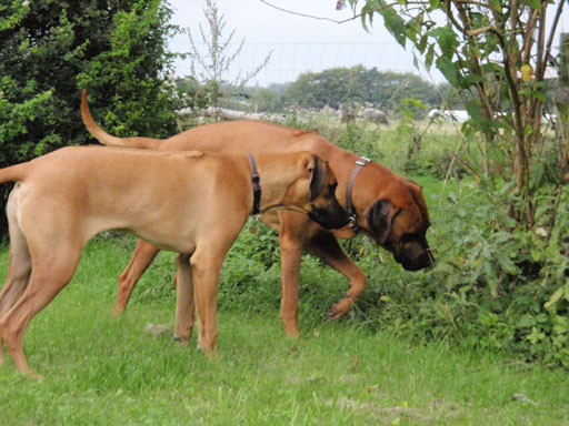 Gaius 38 months old Rhodesian Ridgeback