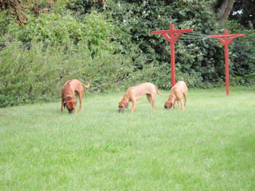 Gaius 38 months old Rhodesian Ridgeback