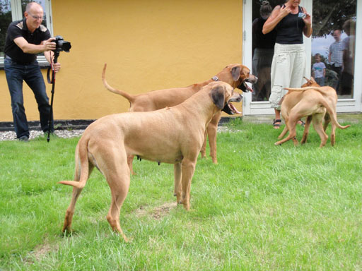 Gaius 38 months old Rhodesian Ridgeback