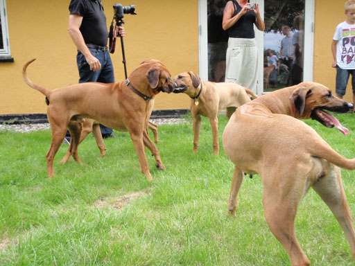 Gaius 38 months old Rhodesian Ridgeback