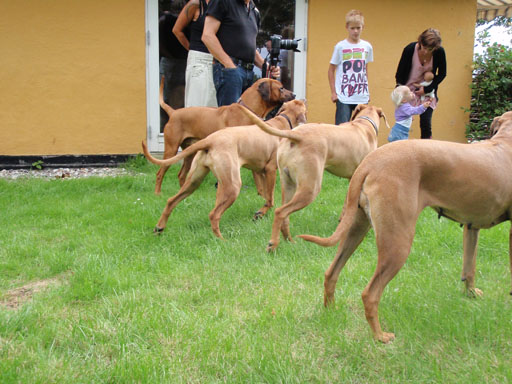 Gaius 38 months old Rhodesian Ridgeback