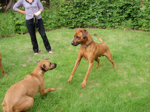 Gaius 38 months old Rhodesian Ridgeback