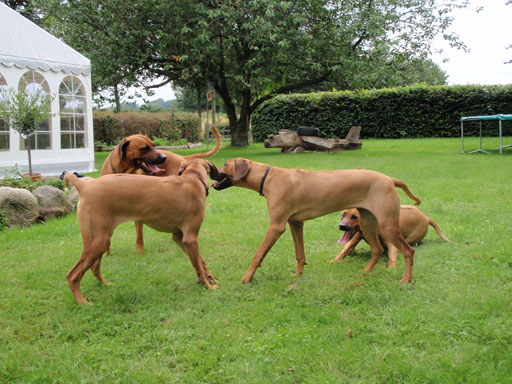 Gaius 38 months old Rhodesian Ridgeback