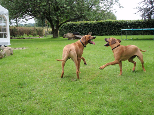 Gaius 38 months old Rhodesian Ridgeback