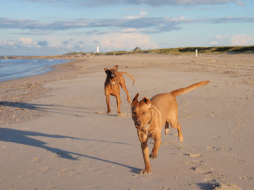 Gaius 39 months old Rhodesian Ridgeback