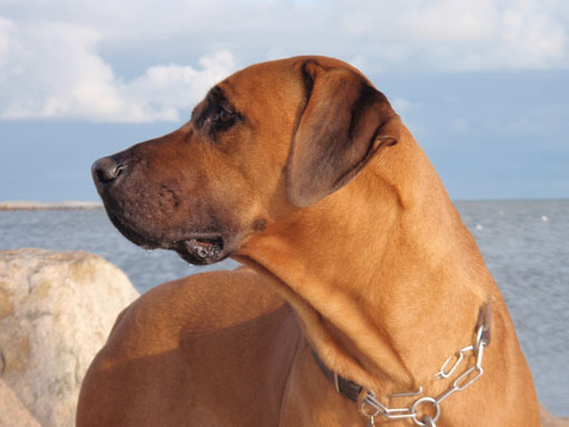 Gaius 39 months old Rhodesian Ridgeback