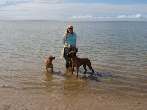 Gaius 39 months old Rhodesian Ridgeback