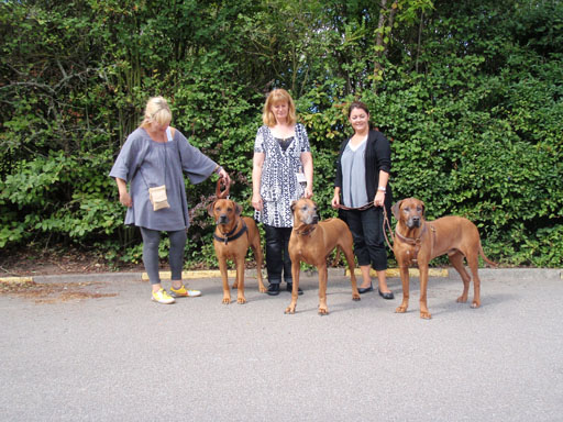 Gaius 39 months old Rhodesian Ridgeback