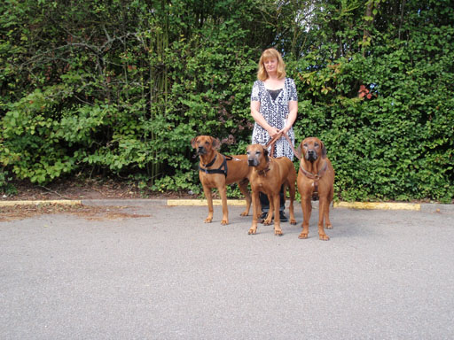 Gaius 39 months old Rhodesian Ridgeback