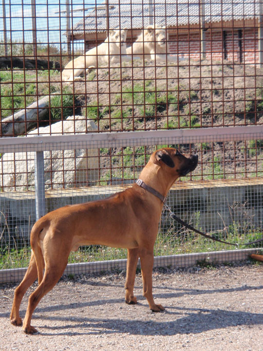 Gaius 39 months old Rhodesian Ridgeback