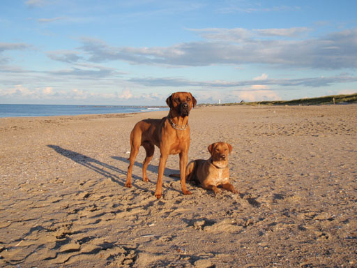 Gaius 39 months old Rhodesian Ridgeback