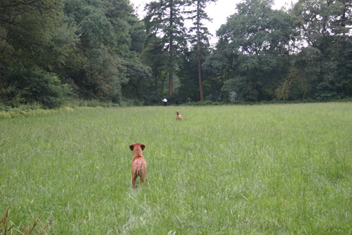 Gaius 40 months old rhodesian ridgeback