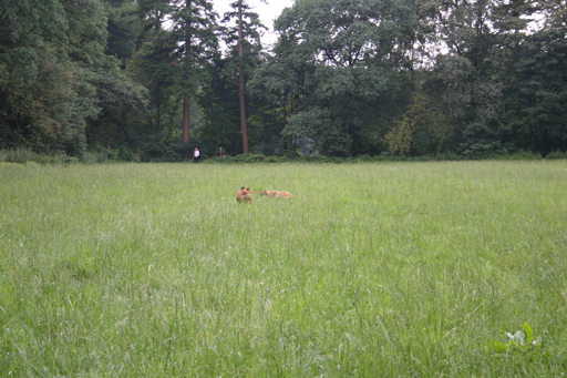 Gaius 40 months old rhodesian ridgeback